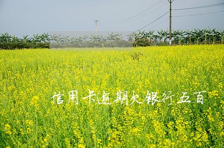 信用卡逾期欠银行五百 信用卡逾期欠银行五百