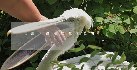信用卡逾期次数哪里看 信用卡逾期次数哪里看