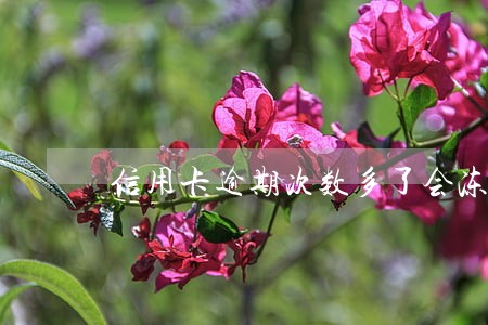 信用卡逾期次数多了会冻结吗 信用卡逾期次数多了会冻结吗