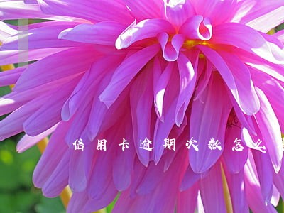 信用卡逾期次数怎么算的 信用卡逾期次数怎么算的