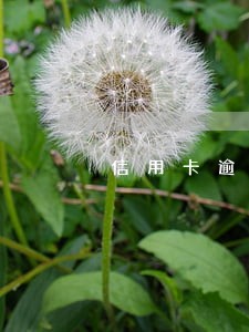 信用卡逾期次数撤销 信用卡逾期次数撤销