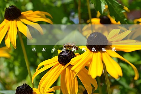 信用卡逾期次数极限 信用卡逾期次数极限