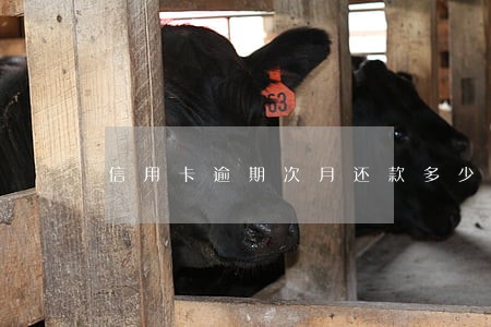 信用卡逾期次月还款多少 信用卡逾期次月还款多少