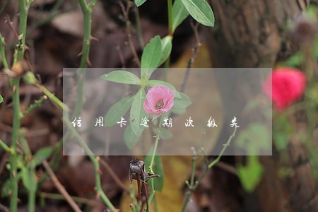 信用卡逾期次级类