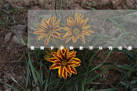 信用卡逾期款可以转给催收吗 信用卡逾期款可以转给催收吗