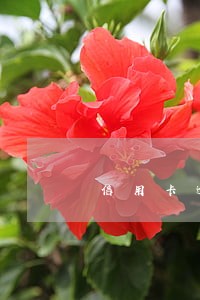 信用卡逾期止付了还最低能解封吗