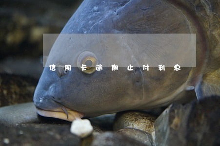 信用卡逾期止付利息 信用卡逾期止付利息