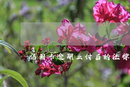 信用卡逾期止付后的法律后果 信用卡逾期止付后的法律后果