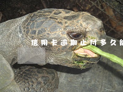 信用卡逾期止付多久能消除 信用卡逾期止付多久能消除