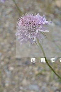 信用卡逾期止付征信 信用卡逾期止付征信