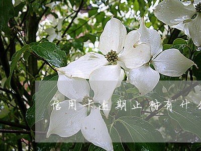 信用卡逾期止付有什么后果 信用卡逾期止付有什么后果