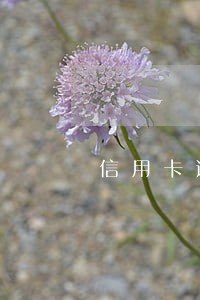 信用卡逾期正常流程走什么意思 信用卡逾期正常流程走什么意思