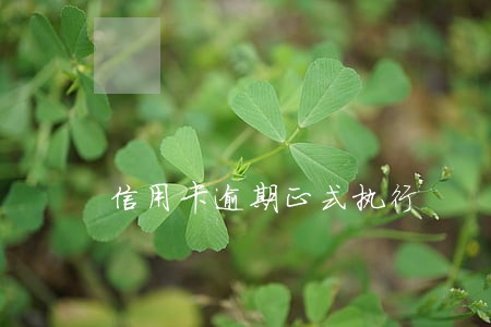 信用卡逾期正式执行