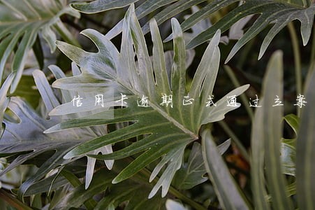 信用卡逾期正式通过立案审核 信用卡逾期正式通过立案审核
