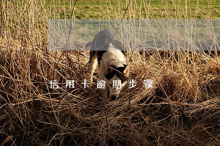 信用卡逾期步骤