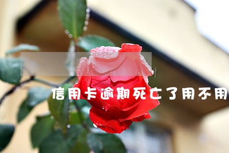 信用卡逾期死亡了用不用还 信用卡逾期死亡了用不用还