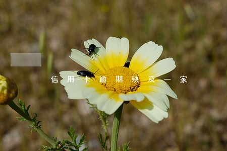 信用卡逾期殃及一家 信用卡逾期殃及一家