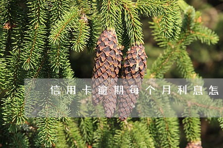 信用卡逾期每个月利息怎么算的 信用卡逾期每个月利息怎么算的