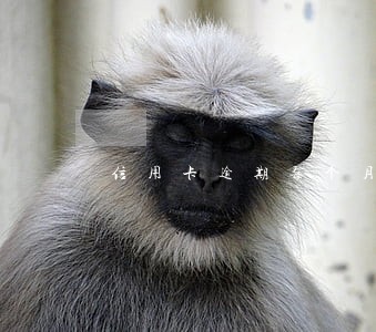 信用卡逾期每个月都还一点款