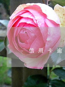 信用卡逾期每天往卡里还一点点