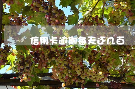 信用卡逾期每天还几百 信用卡逾期每天还几百