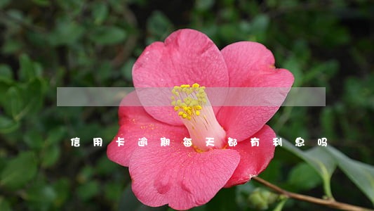 信用卡逾期每天都有利息吗 信用卡逾期每天都有利息吗