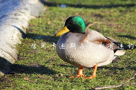 信用卡逾期每天都有违约金吗