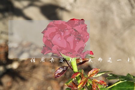 信用卡逾期每天都还一点有用吗 信用卡逾期每天都还一点有用吗