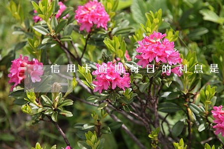 信用卡逾期每日的利息是多少 信用卡逾期每日的利息是多少