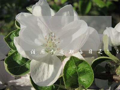 信用卡逾期每日还10块