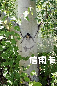 信用卡逾期每月在还