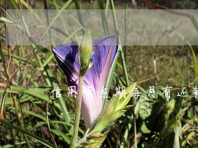 信用卡逾期每月有还款100