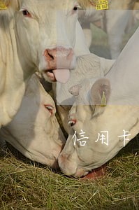 信用卡逾期每月的计息方式 信用卡逾期每月的计息方式