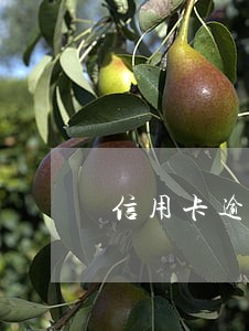信用卡逾期每月还一些可以吗 信用卡逾期每月还一些可以吗