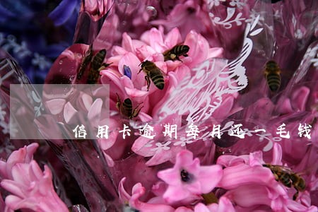信用卡逾期每月还一毛钱可以吗 信用卡逾期每月还一毛钱可以吗