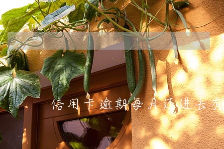 信用卡逾期每月还进去有用吗 信用卡逾期每月还进去有用吗