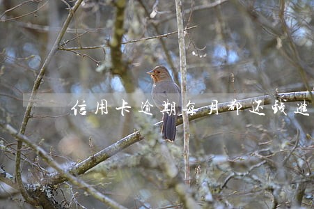信用卡逾期每月都还钱进去 信用卡逾期每月都还钱进去