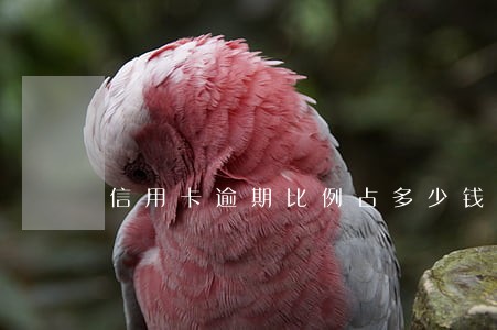 信用卡逾期比例占多少钱 信用卡逾期比例占多少钱