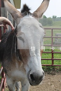 信用卡逾期比信用花哪个严重