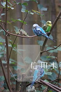 信用卡逾期比分期利息高吗 信用卡逾期比分期利息高吗