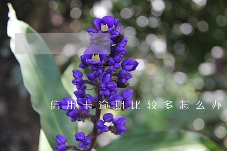 信用卡逾期比较多怎么办 信用卡逾期比较多怎么办