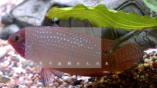 信用卡逾期永久作废