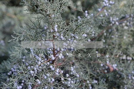 信用卡逾期永久停卡了 信用卡逾期永久停卡了