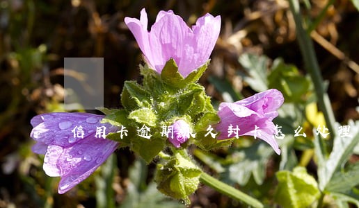 信用卡逾期永久封卡怎么处理
