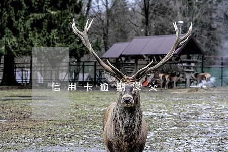 信用卡逾期没交 信用卡逾期没交