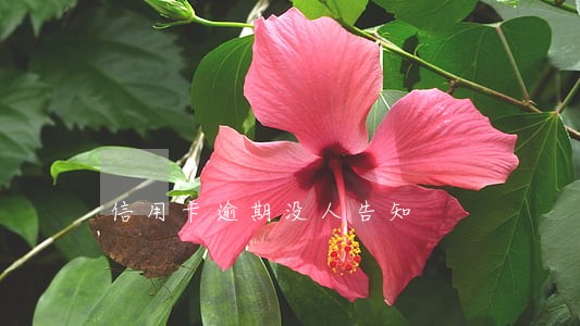 信用卡逾期没人告知 信用卡逾期没人告知