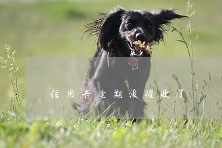 信用卡逾期没催收了 信用卡逾期没催收了