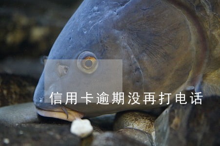 信用卡逾期没再打电话 信用卡逾期没再打电话