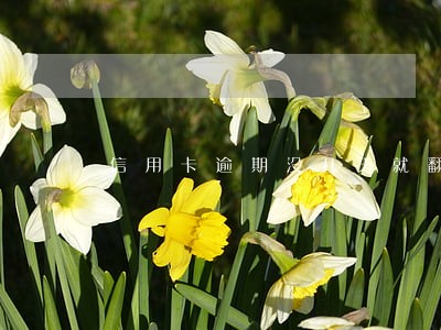 信用卡逾期没几天就翻倍 信用卡逾期没几天就翻倍