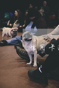 信用卡逾期没办法按揭二手车 信用卡逾期没办法按揭二手车